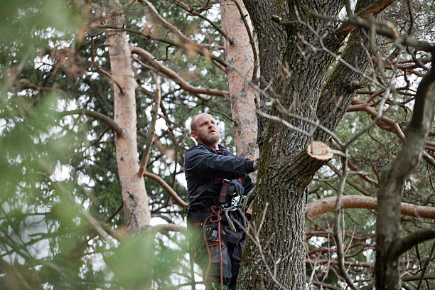 How Our Tree Care Process Works  in  Pamplico, SC